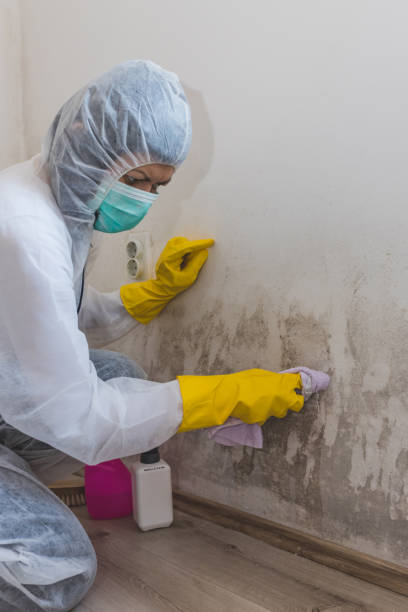 Best Post-Construction Mold Inspection  in Carthage, MO