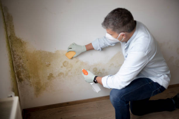 Best Residential Mold Inspection & Testing  in Carthage, MO